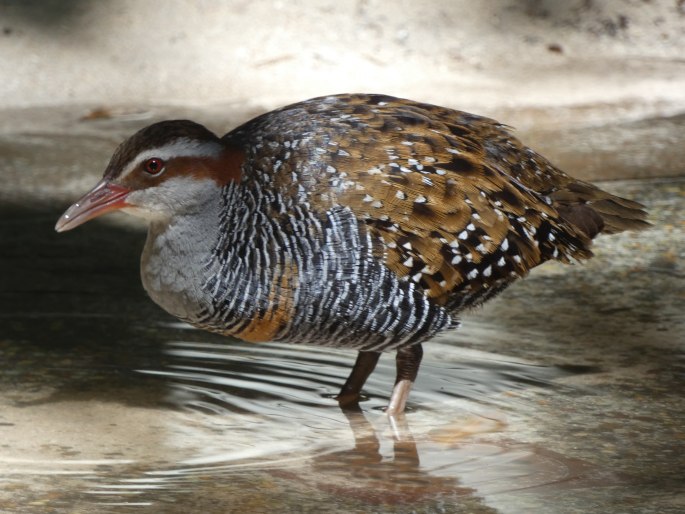 Gallirallus philippensis, chřástal páskovaný