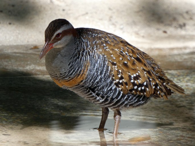 Gallirallus philippensis, chřástal páskovaný