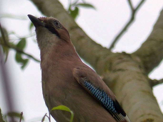 Garrulus glandarius