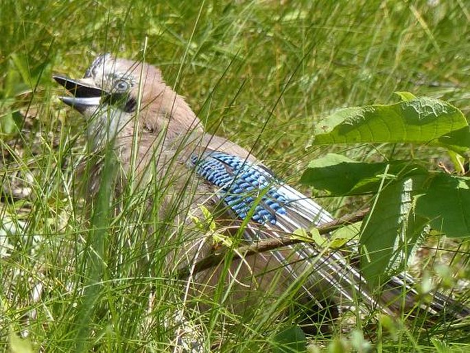 Garrulus glandarius