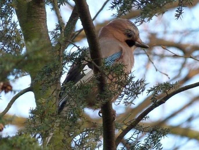 Garrulus glandarius