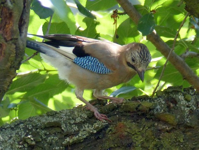 Garrulus glandarius