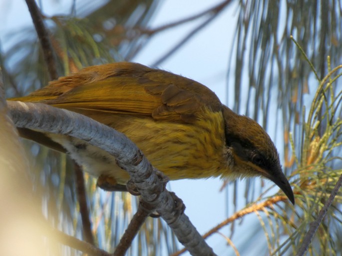 Gavicalis versicolor, medosavka mnohobarvá