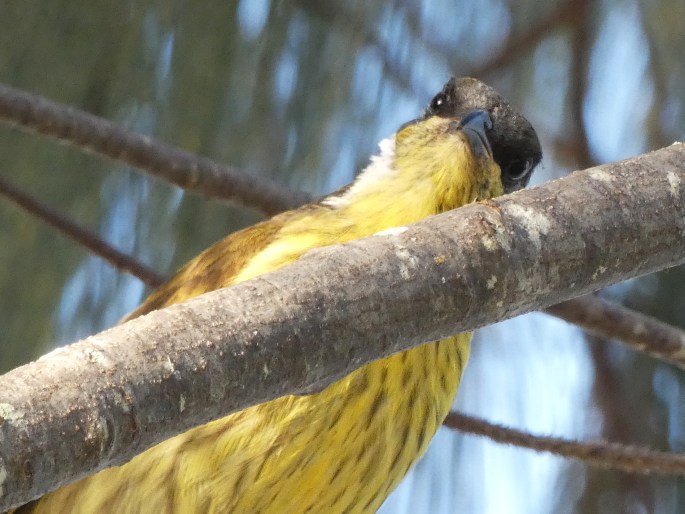 Gavicalis versicolor, medosavka mnohobarvá