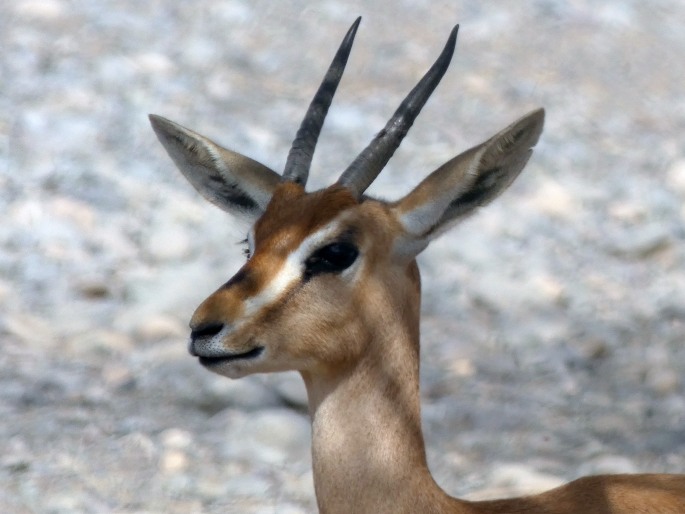 Gazella arabica, gazela arabská