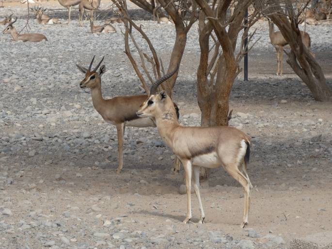 Gazella arabica, gazela arabská