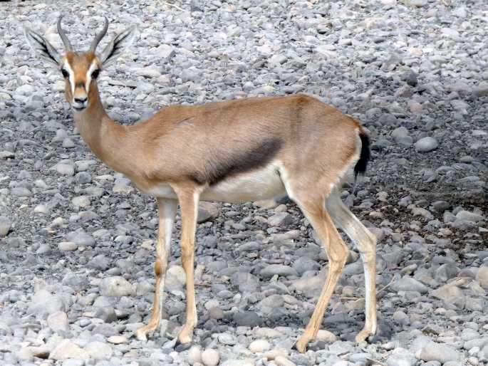 Gazella arabica, gazela arabská