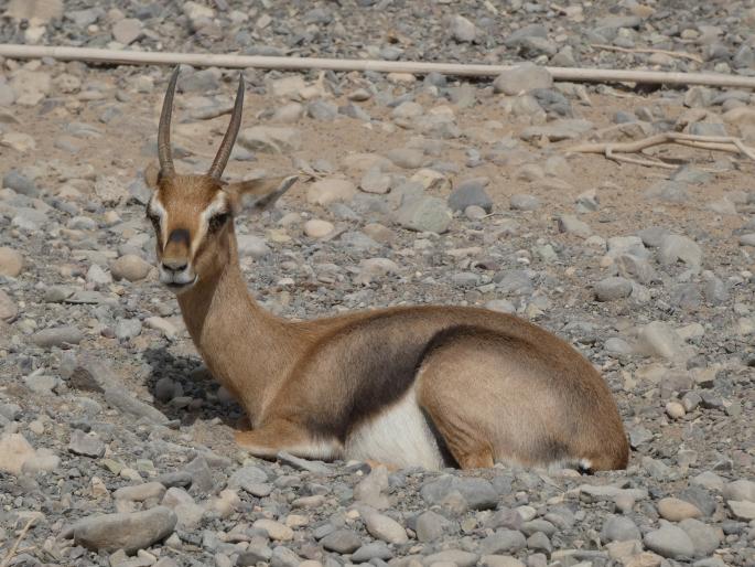 Gazella arabica, gazela arabská