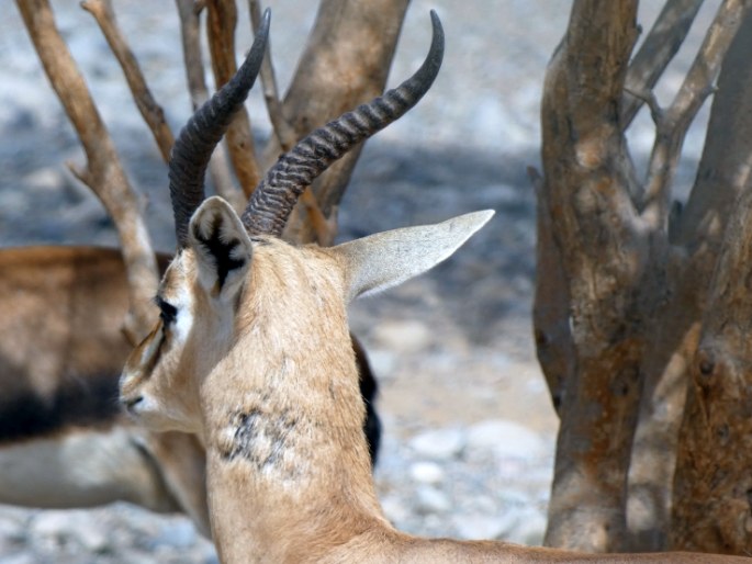 Gazella arabica, gazela arabská