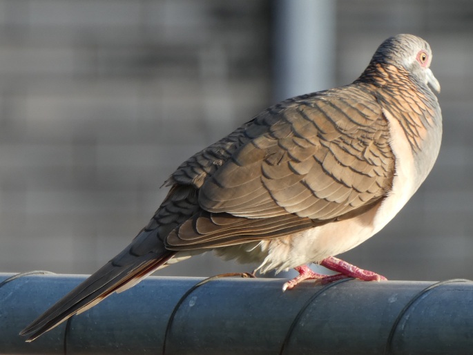 Geopelia humeralis, holoubek bronzovohřbetý