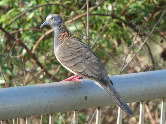 Geopelia humeralis, holoubek bronzovohřbetý