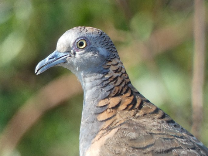 Geopelia humeralis, holoubek bronzovohřbetý