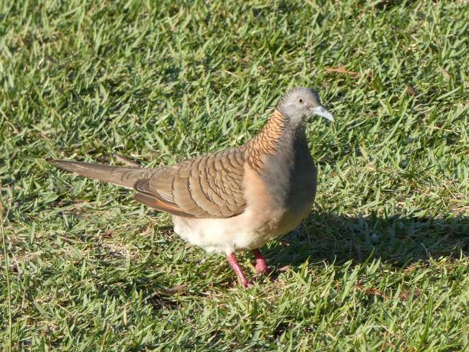 Geopelia humeralis, holoubek bronzovohřbetý