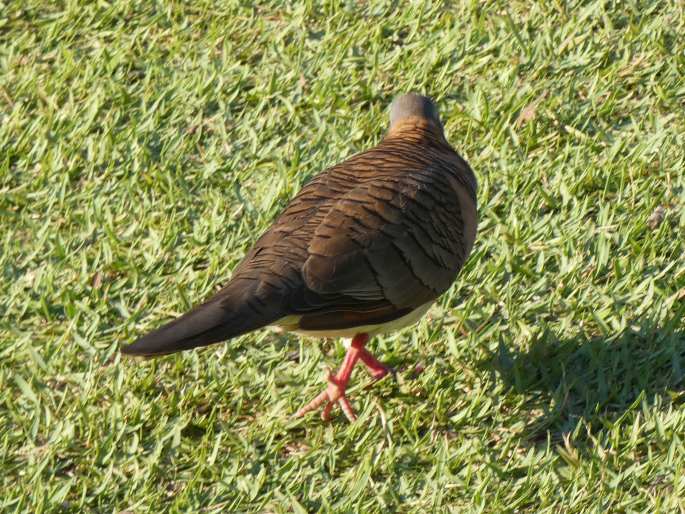 Geopelia humeralis, holoubek bronzovohřbetý