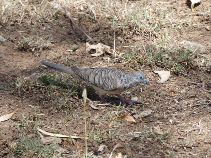 Geopelia placida, holoubek proužkokrký