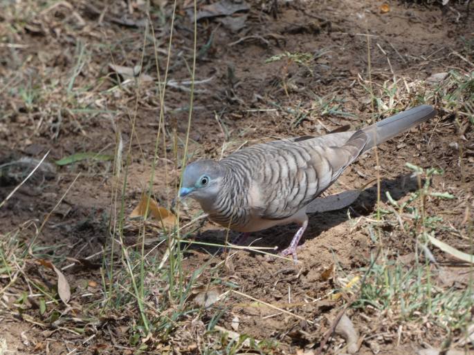 Geopelia placida, holoubek proužkokrký