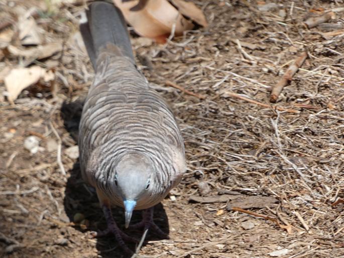 Geopelia placida, holoubek proužkokrký