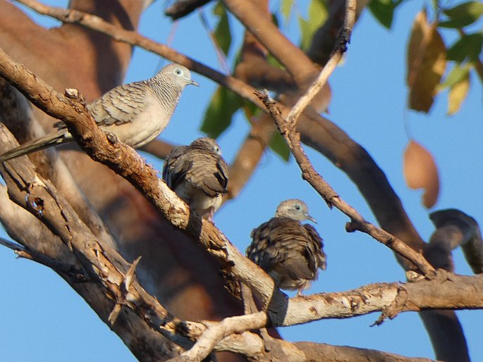 Geopelia placida, holoubek proužkokrký