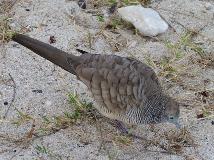 Geopelia striata, holoubek vlnkovaný