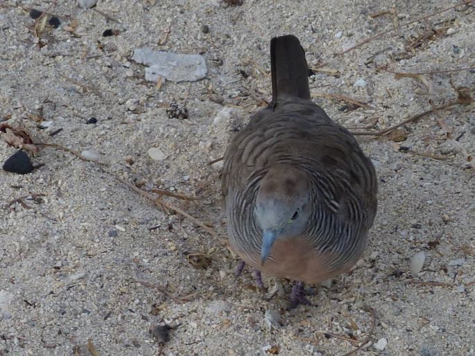 Geopelia striata, holoubek vlnkovaný