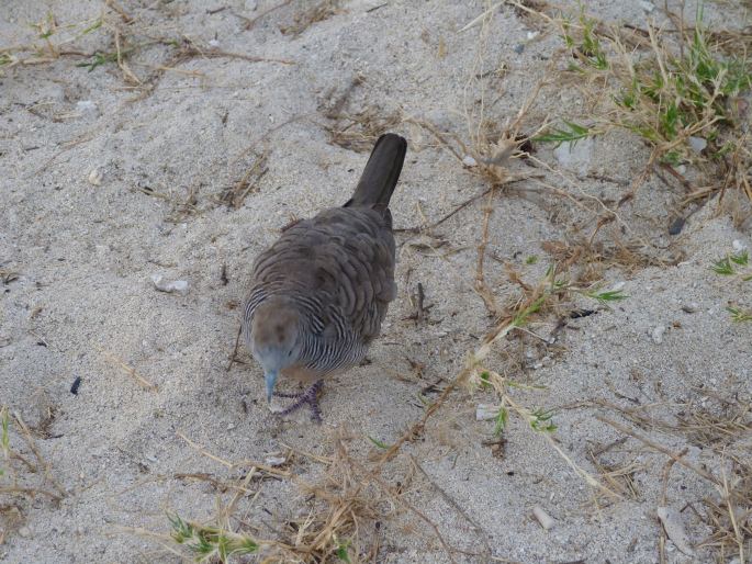 Geopelia striata, holoubek vlnkovaný