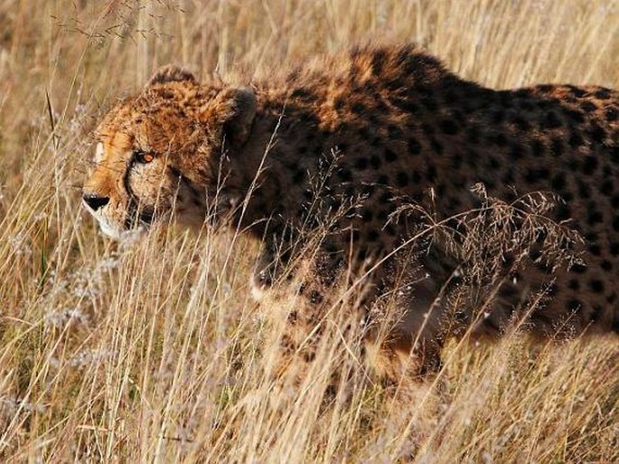 Acinonyx jubatus