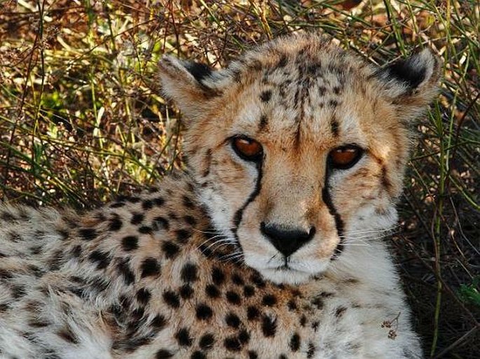 Acinonyx jubatus