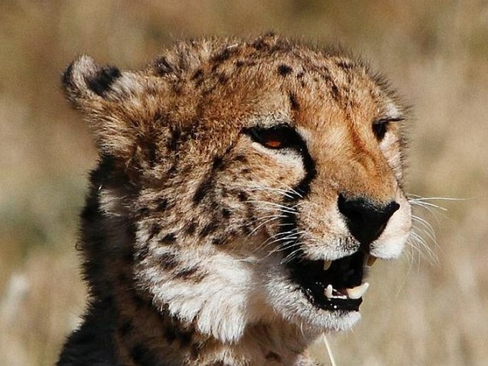 Acinonyx jubatus (Schreber, 1775); gepard štíhlý