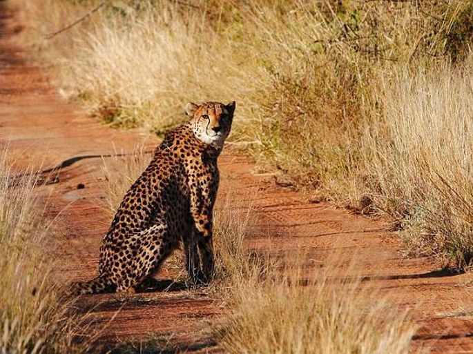 Acinonyx jubatus