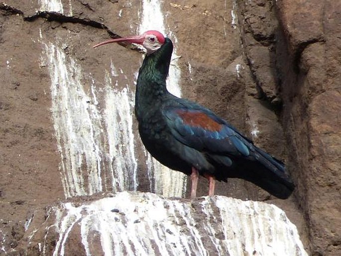 Geronticus calvus (Boddaert, 1783); ibis jihoafrický