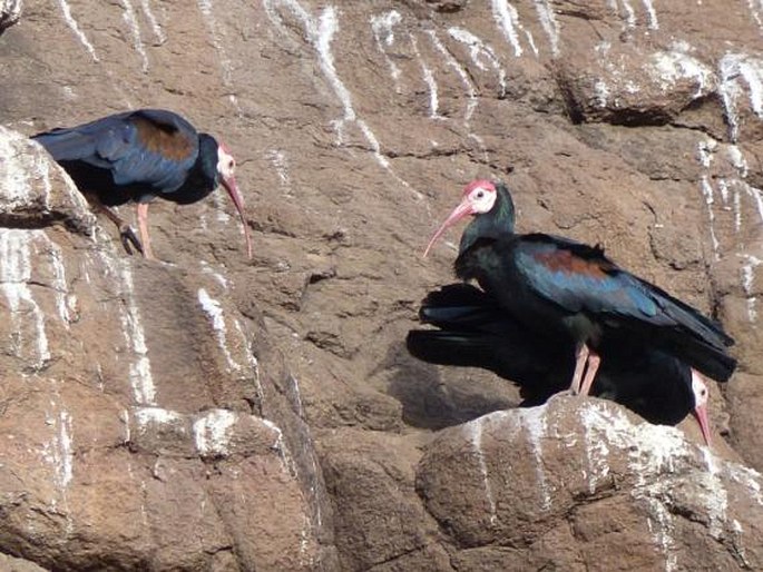 Geronticus calvus, ibis jihoafrický