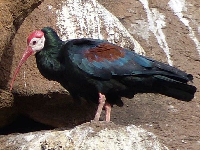 Geronticus calvus, ibis jihoafrický