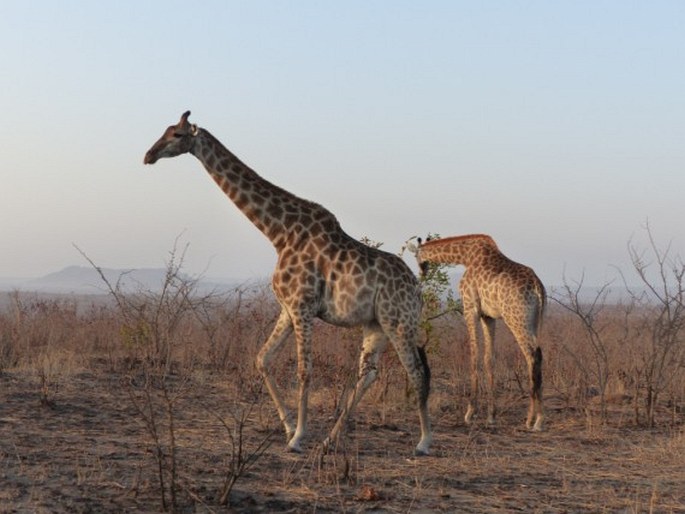 Giraffa giraffa (von Schreber, 1784); žirafa jižní