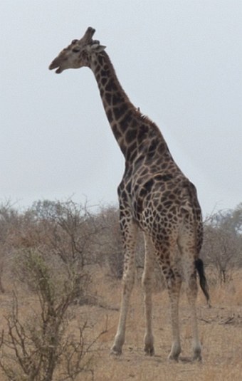 Giraffa giraffa