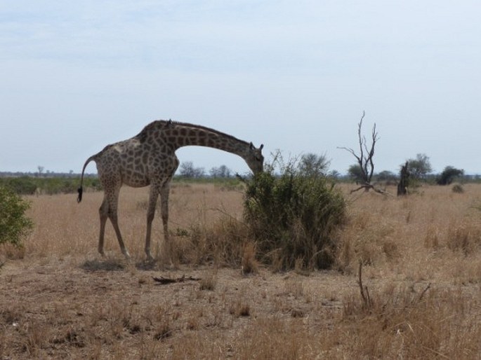 Giraffa giraffa