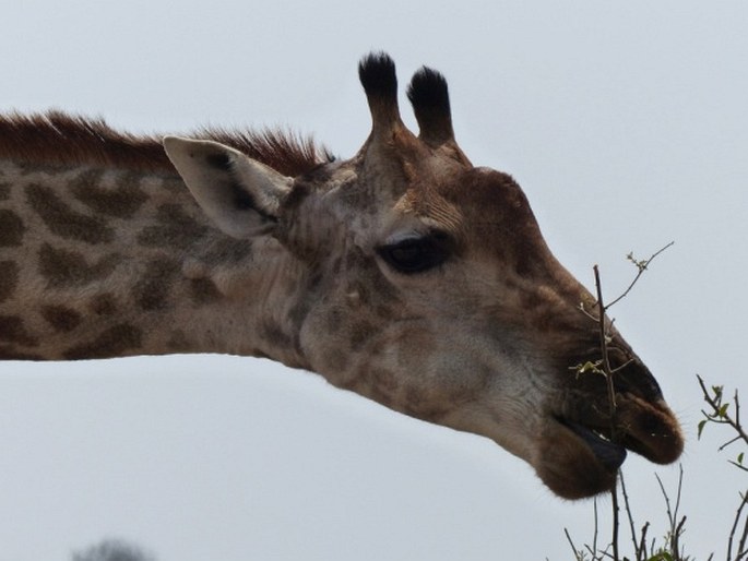 Giraffa giraffa