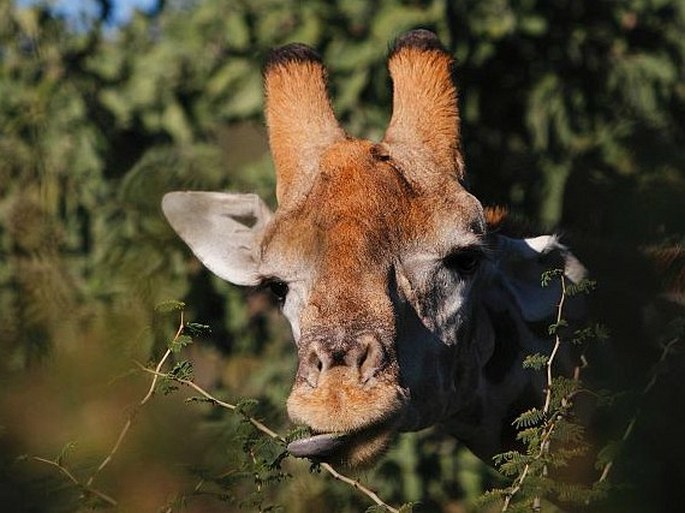 Giraffa giraffa