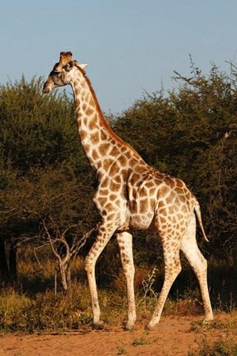 Giraffa giraffa