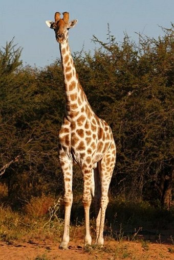 Giraffa giraffa