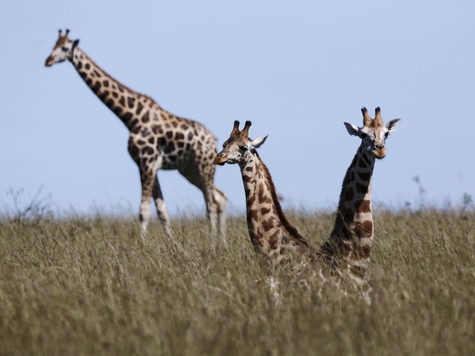 Giraffa camelopardalis