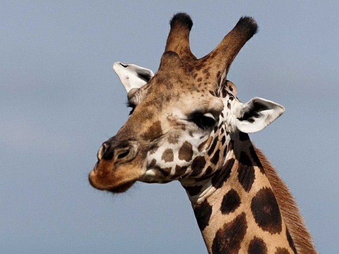 Giraffa camelopardalis