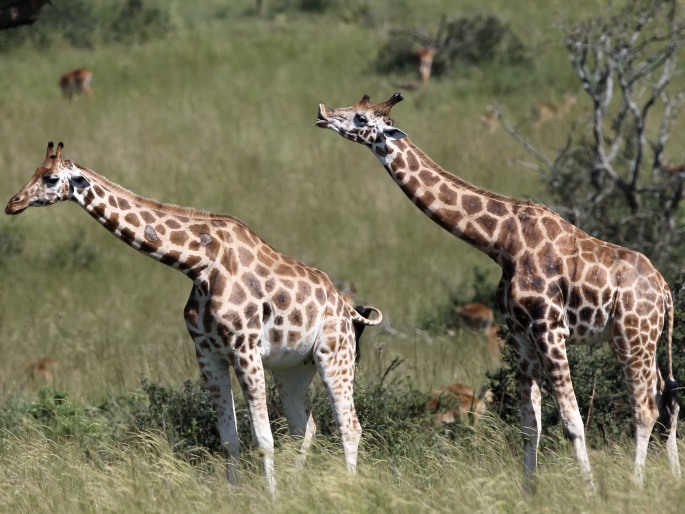 Giraffa camelopardalis