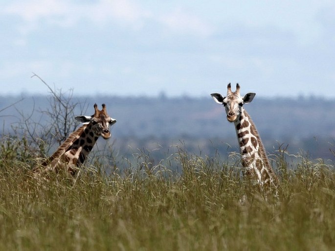 Giraffa camelopardalis