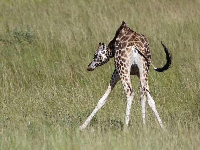 Giraffa camelopardalis