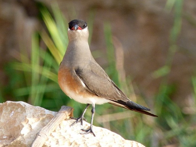 Glareola ocularis J. Verreaux, 1833; ouhorlík madagaskarský