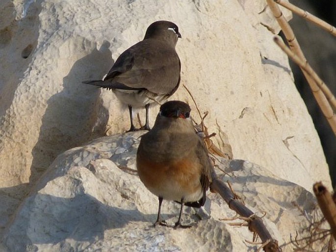 Glareola ocularis, ouhorlík madagaskarský