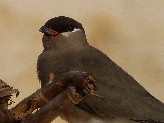 Glareola ocularis, ouhorlík madagaskarský