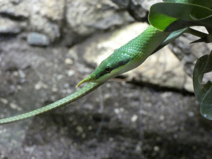 Gonyosoma boulengeri, užovka nosatá