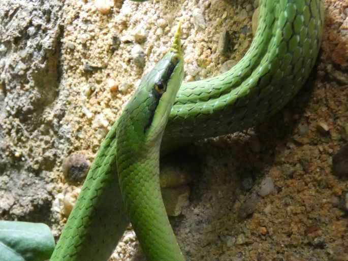 Gonyosoma boulengeri, užovka nosatá