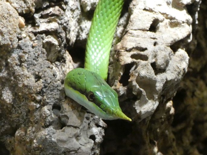 Gonyosoma boulengeri, užovka nosatá